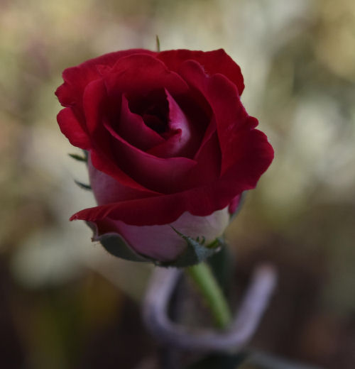 Osiria ruby rose bud
