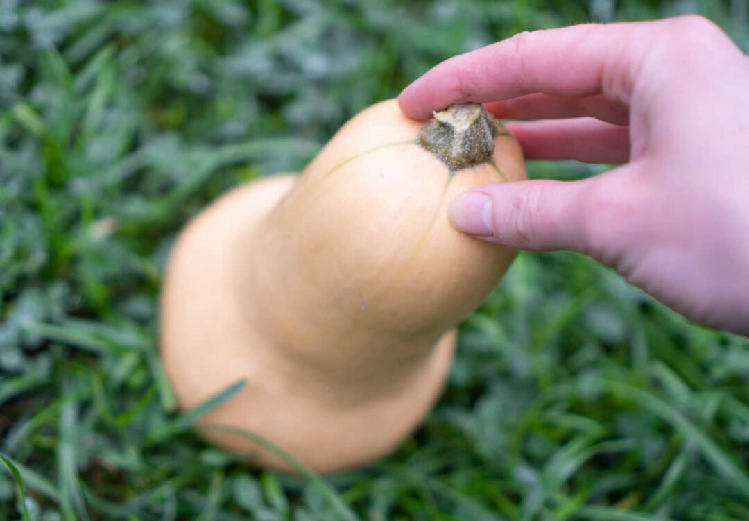 Growing Butternut Pumpkins Care Tips, Harvesting, & Storage