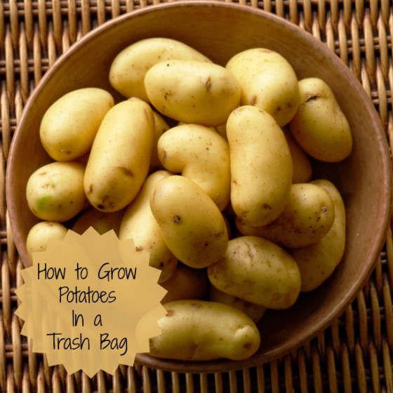 Growing Potatoes in a Trash Bag