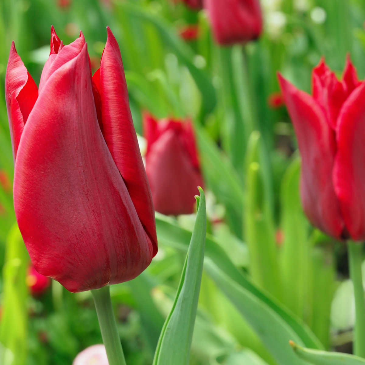 Red emperor tulips in bloom.