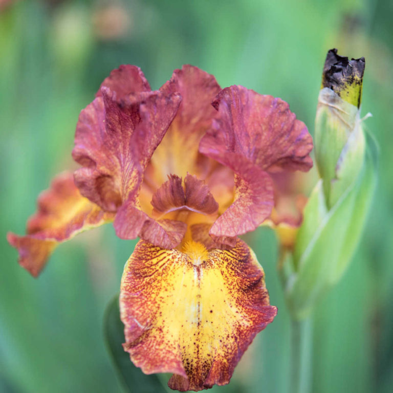 Re-blooming Iris Varieties and Colors