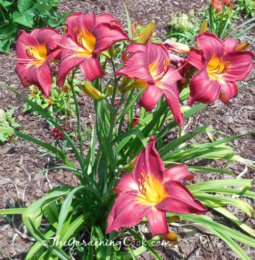 Red Vols daylily in all its glory
