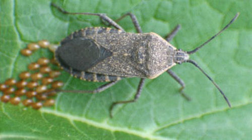 Control Squash Bugs 10 Ways How To Kill Squash Bugs,How To Cut Pavers With Angle Grinder
