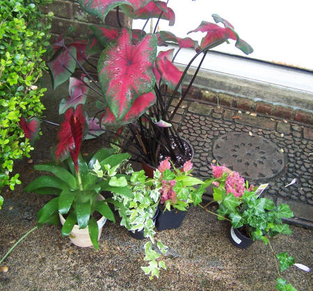 Plants for staggered planter