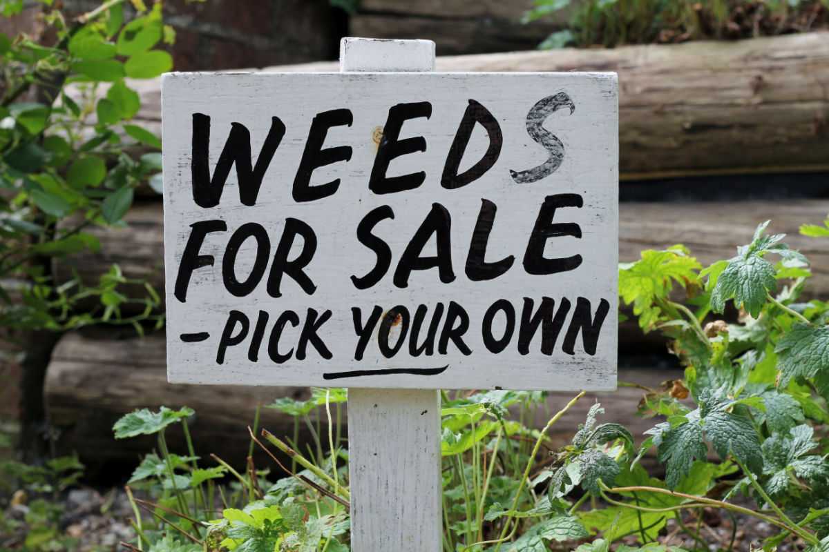 Sign in a garden saying Weeds for sale, pick your own.
