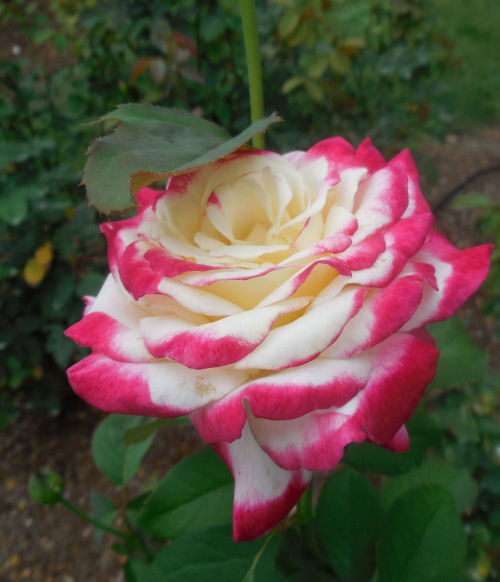 Variegated rose