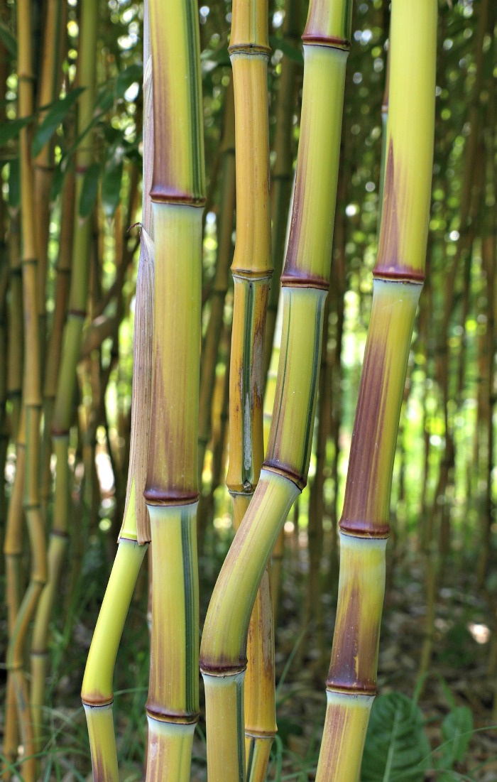 These bamboo stalks are keeping the beat!