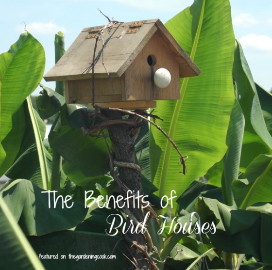 The Importance of Bird Houses - Bird House Benefits