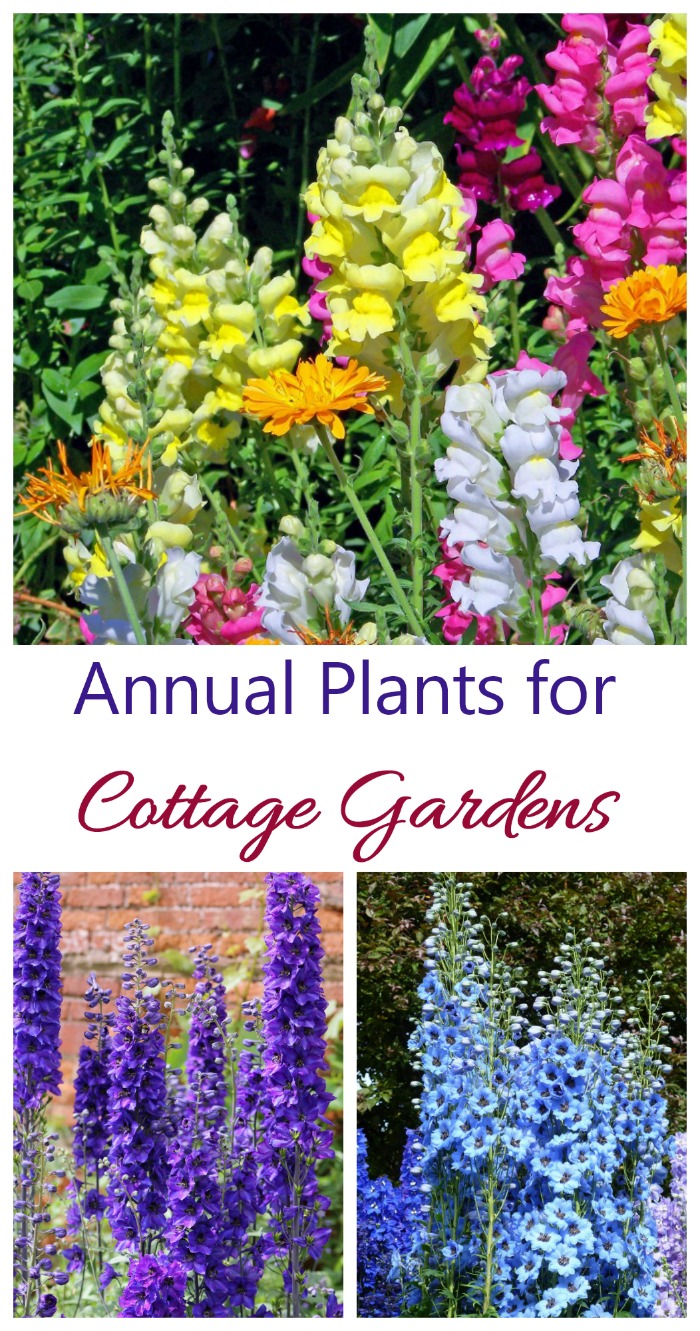 Annual plants last one year but give lots of color to a cottage garden. Snapdragons, delphiniums and Larkspur are good choices