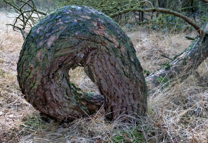 Crooked tree that looks like a snake