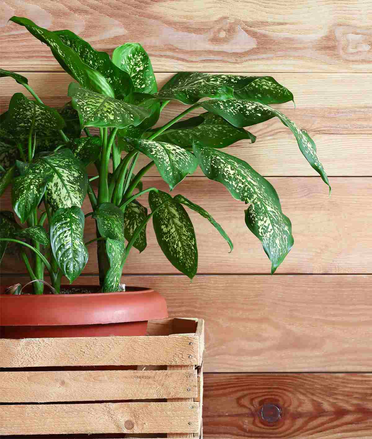 Dumb cane plant in a pot inside a wooden planter.