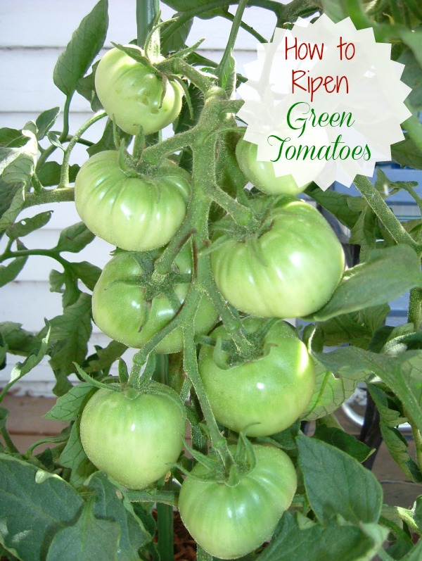 How to ripen green tomatoes