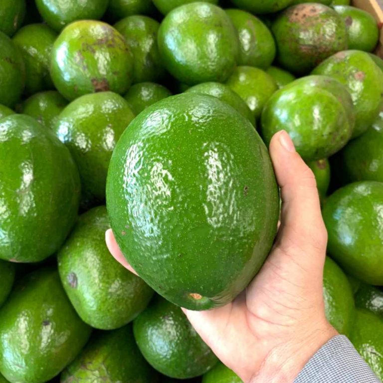 Hand holding a Florida avocado.