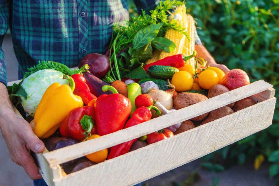 Storing garden vegetables when the growing season ends