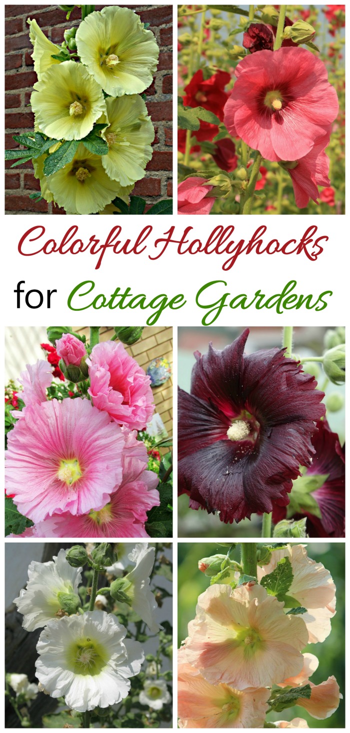Hollyhocks come in many colors