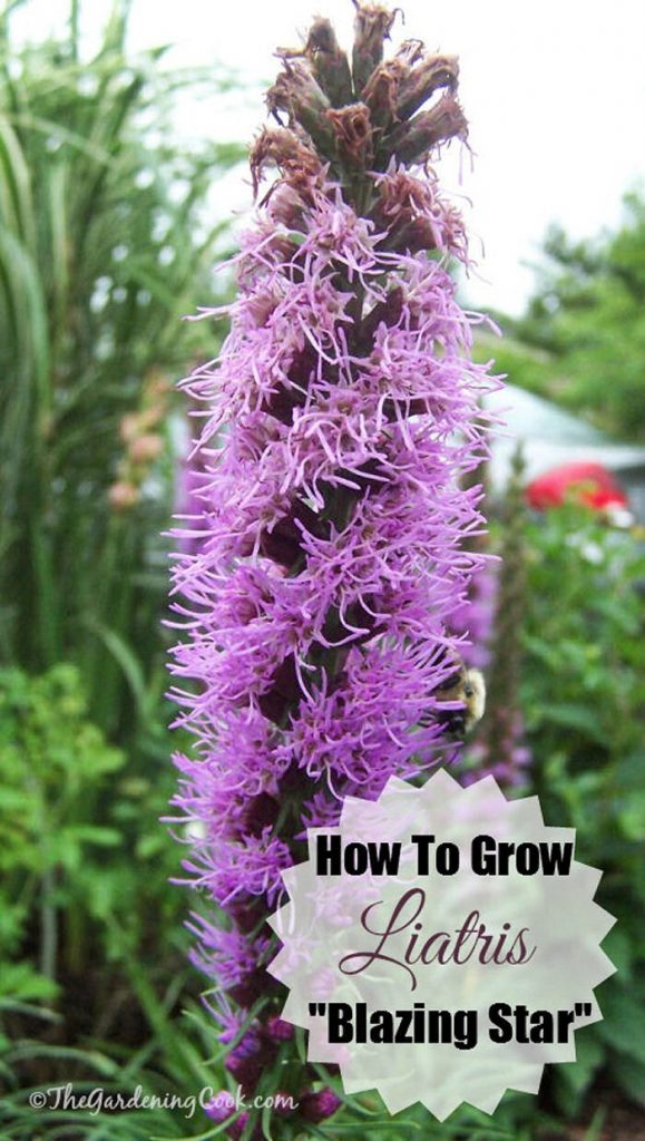 13 Tips for Growing Liatris Attract Bees like a
