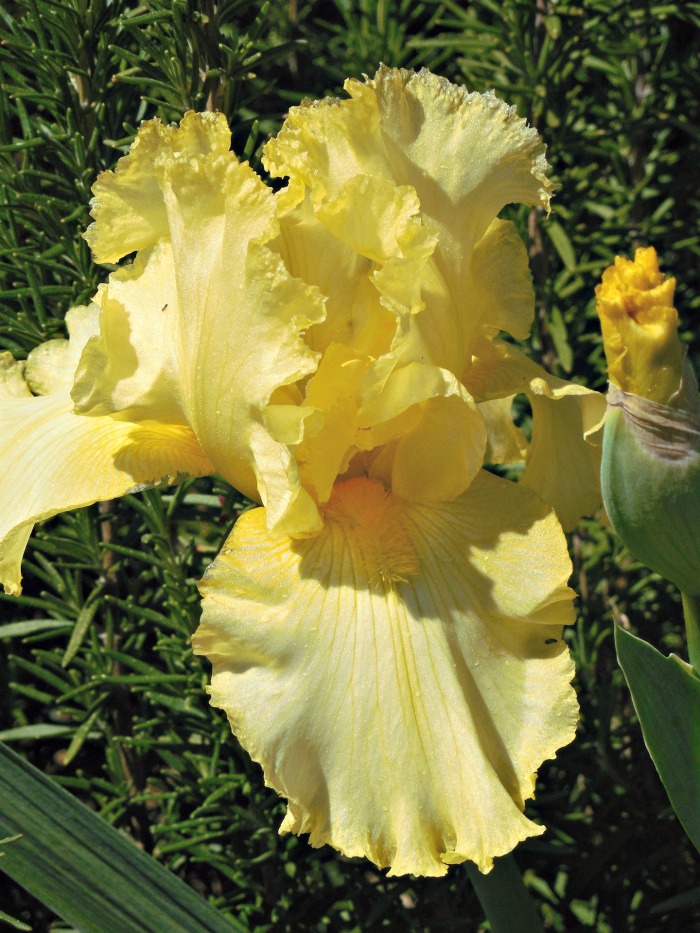 Yellow bearded Iris