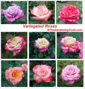Raleigh Rose Garden - Variegated Roses - The Gardening Cook