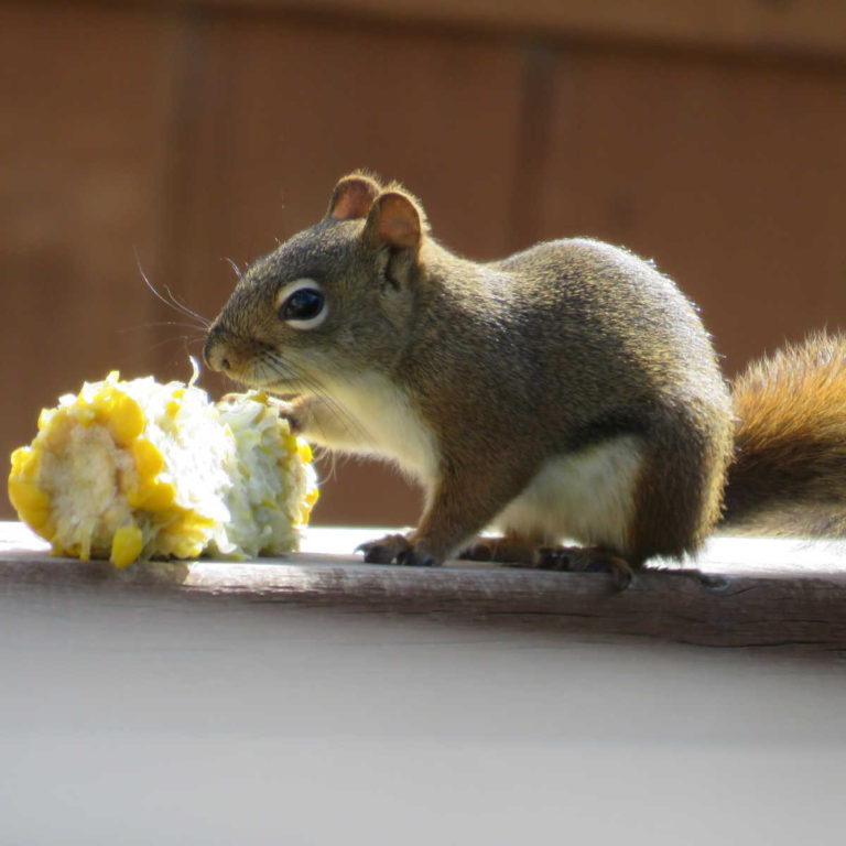 red squirrel eating a corn cob.