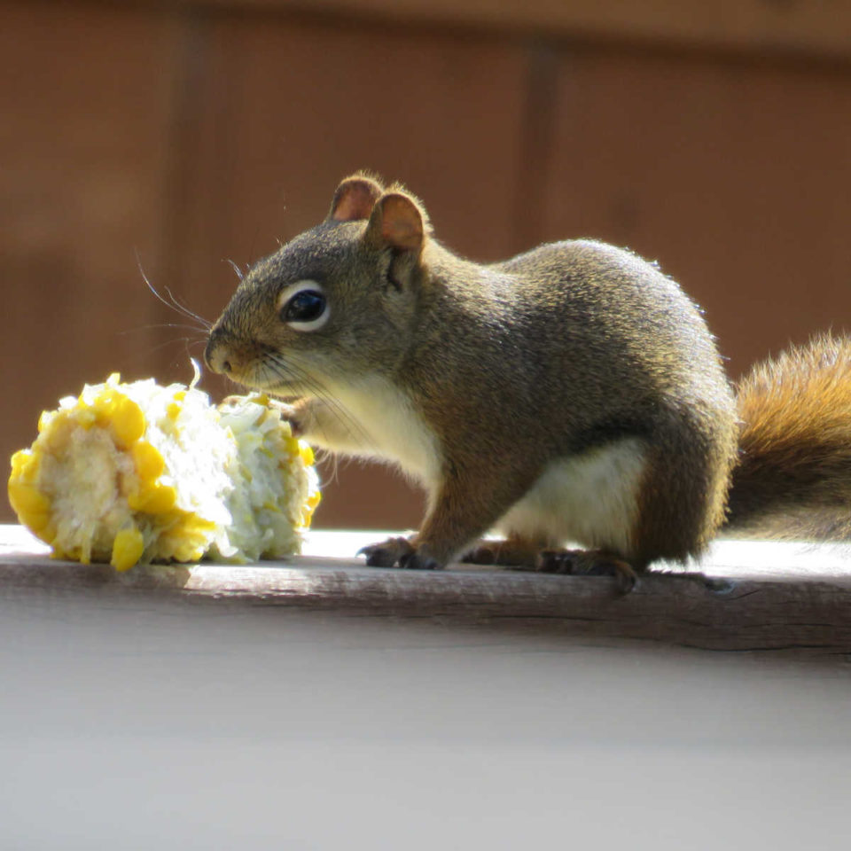 Squirrel Repellents DIY project The Gardening Cook