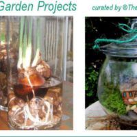 DIY Indoor Garden projects
