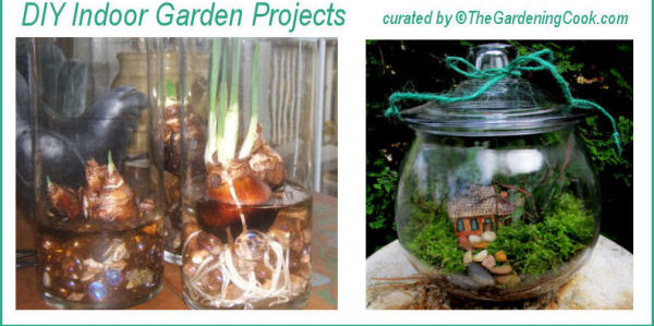 DIY Indoor Garden projects