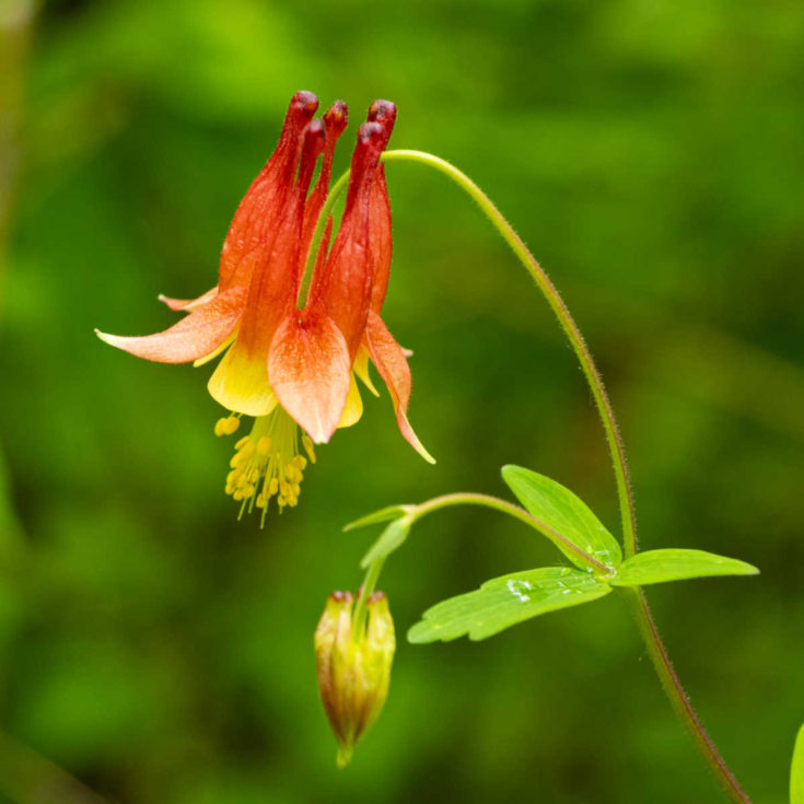 Pretty columbine red and yellow flower.