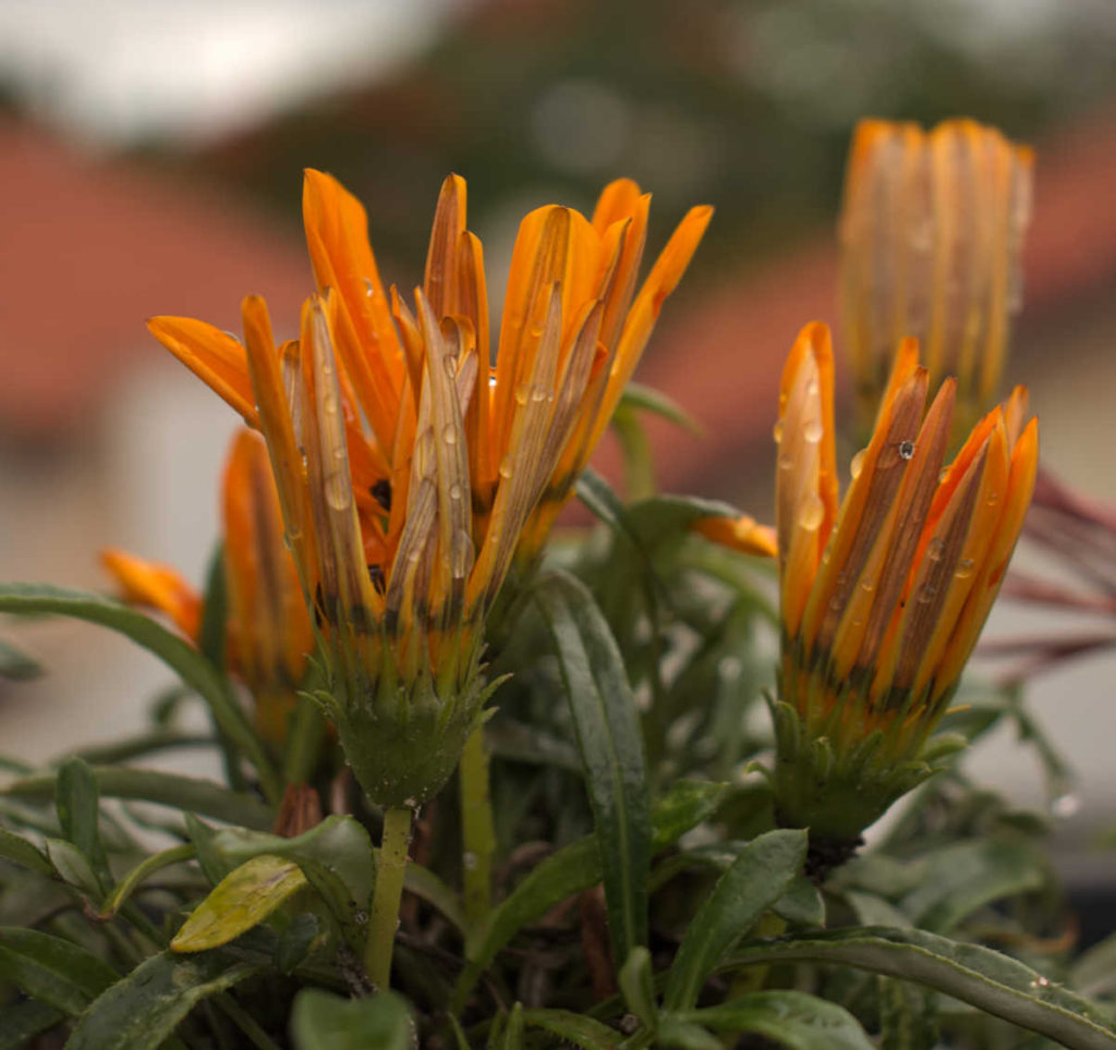 Gazania Plant Care Tips Gazania Rigens How to Grow African Daisy