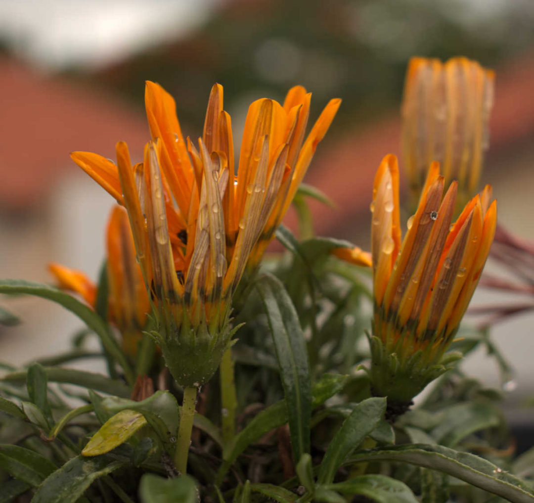 Gazania Plant Care Tips Gazania Rigens How to Grow African Daisy
