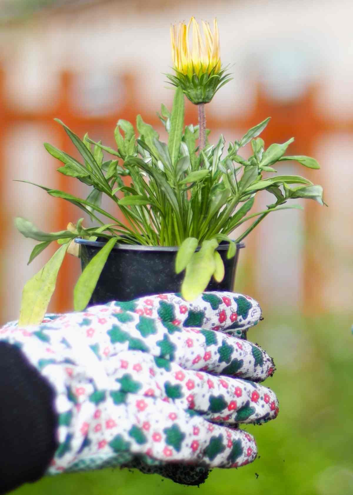 Hands with garden gloves holding a gazania plant.