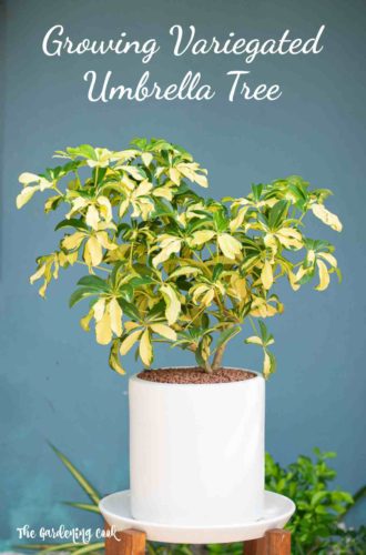 Schefflera Gold Capella - Variegated Schefflera - Dwarf Umbrella Tree