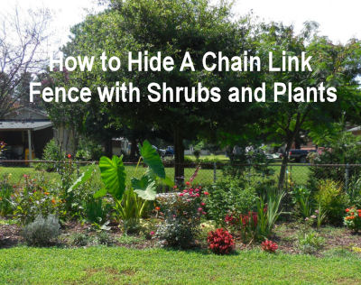 How to Hide a Chain Link Fence with Shrubs and Plants