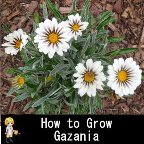 Growing Gazania From Seed