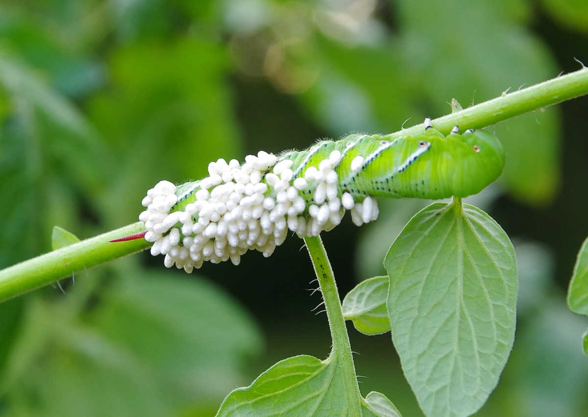 Paralyzed tobacco hornworm that has wasp cocoons on its body.
