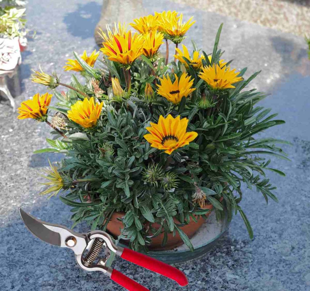 Gazania Plant Care Tips Gazania Rigens How to Grow African Daisy