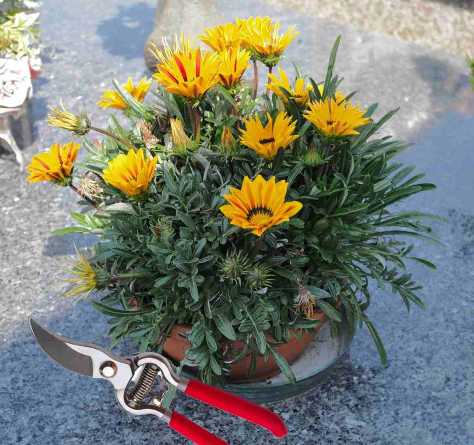 Gazania Plant Care Tips Gazania Rigens How to Grow African Daisy