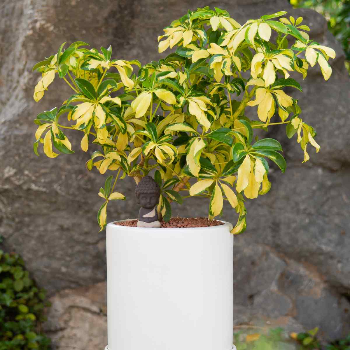 Schefflera Gold Capella Variegated Schefflera Dwarf Umbrella Tree Schefflera Gold Capella Variegated Schefflera Dwarf Umbrella Tree