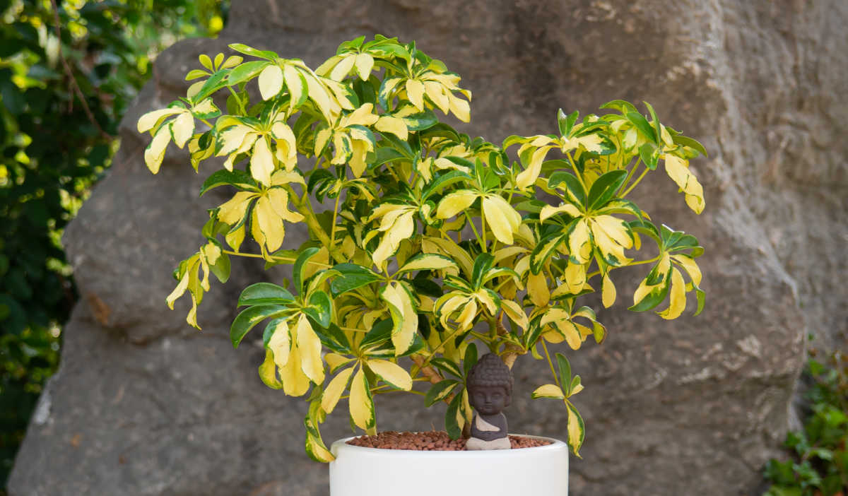 schefflera gold capella plant in a white pot. Also known as gold capella plant.