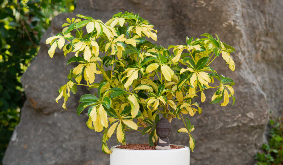 Schefflera Gold Capella Variegated Schefflera Dwarf Umbrella Tree Schefflera Gold Capella Variegated Schefflera Dwarf Umbrella Tree