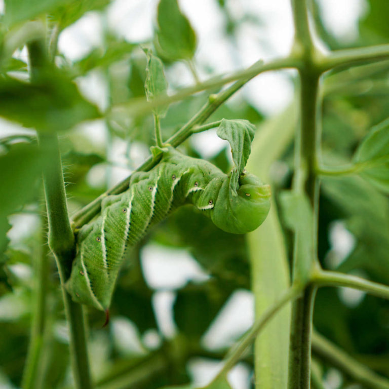 Tobacco hornworm eating a tomato plant.