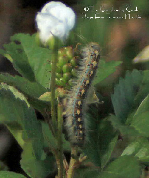 Caterpillar on cotton bud