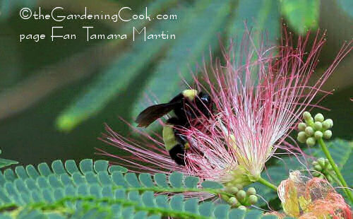 bumble bee on mimosa tree blossom