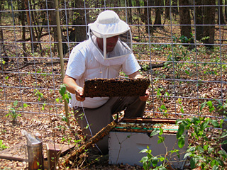 Become a backyard beekeeper