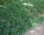Drought Tolerant Liriope Makes an Outstanding Ground Cover