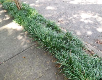 Drought Tolerant Liriope Makes an Outstanding Ground Cover