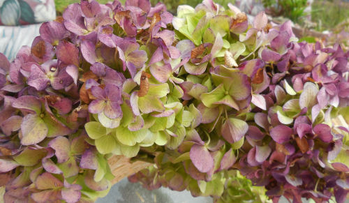 mixed colors of hydrangea flowers