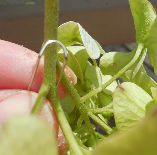 insert pin in a leaf node