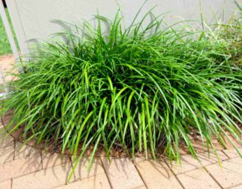 Liriope - Drought Tolerant Ground Cover- Monkey Grass - Creeping Lilyturf