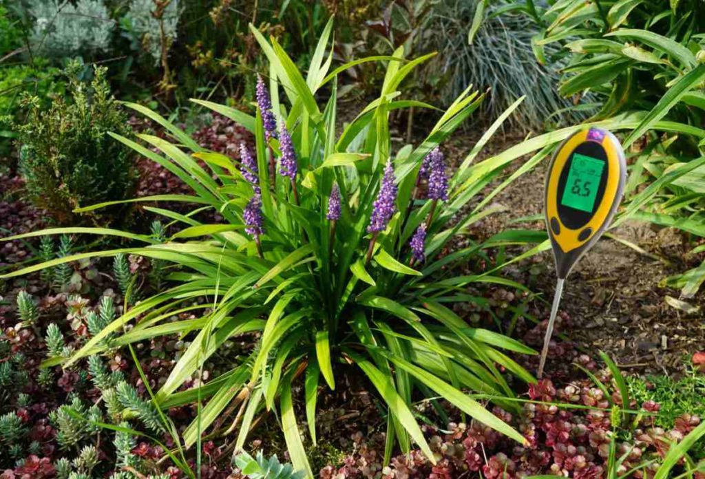 Liriope - Drought Tolerant Ground Cover- Monkey Grass - Creeping Lilyturf
