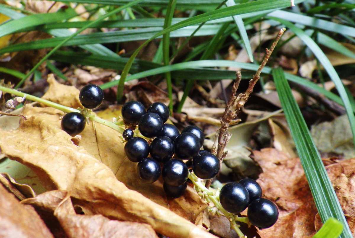 Dark berries of a monkey grass plant.